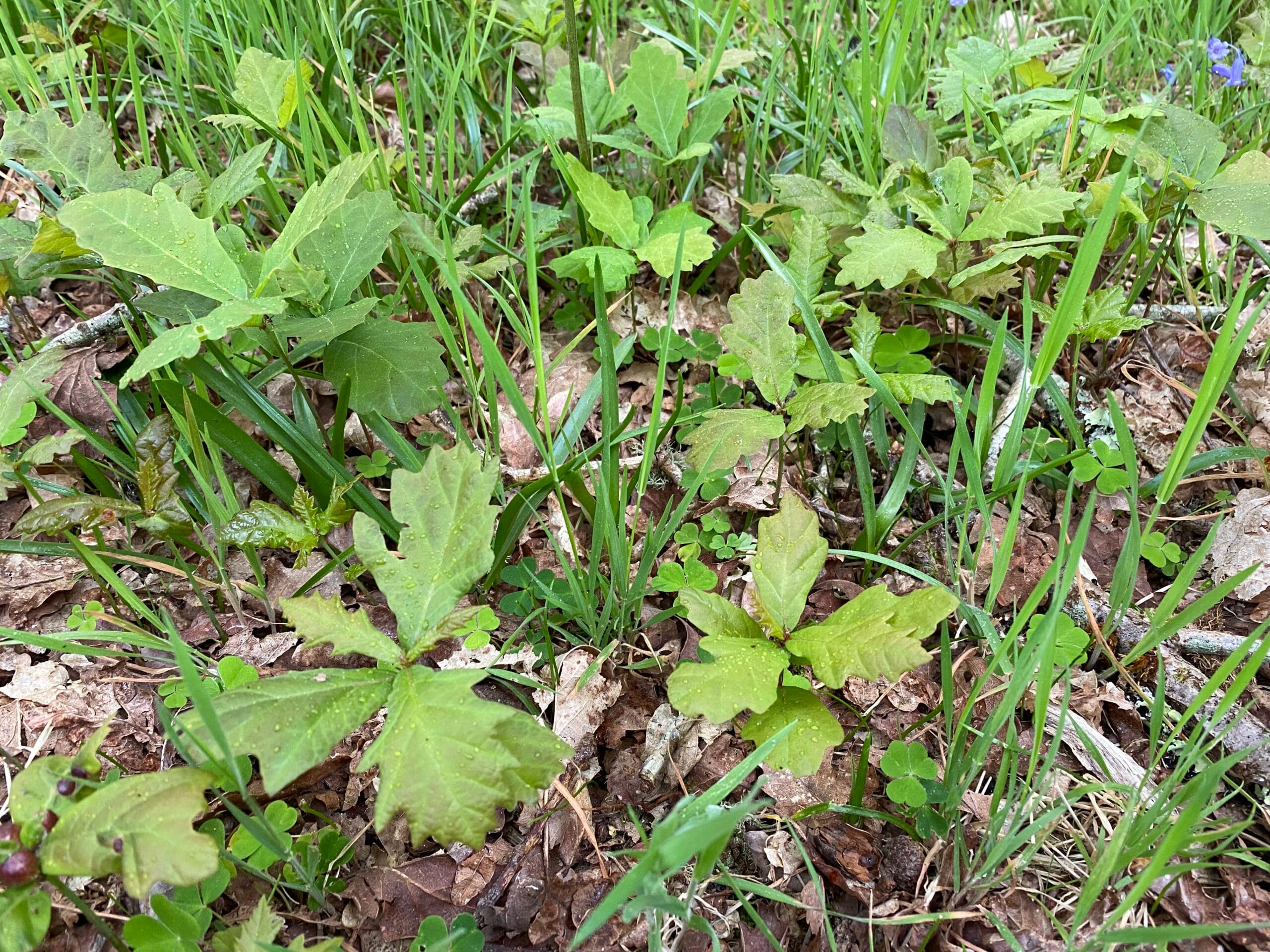 Oak Seedlings