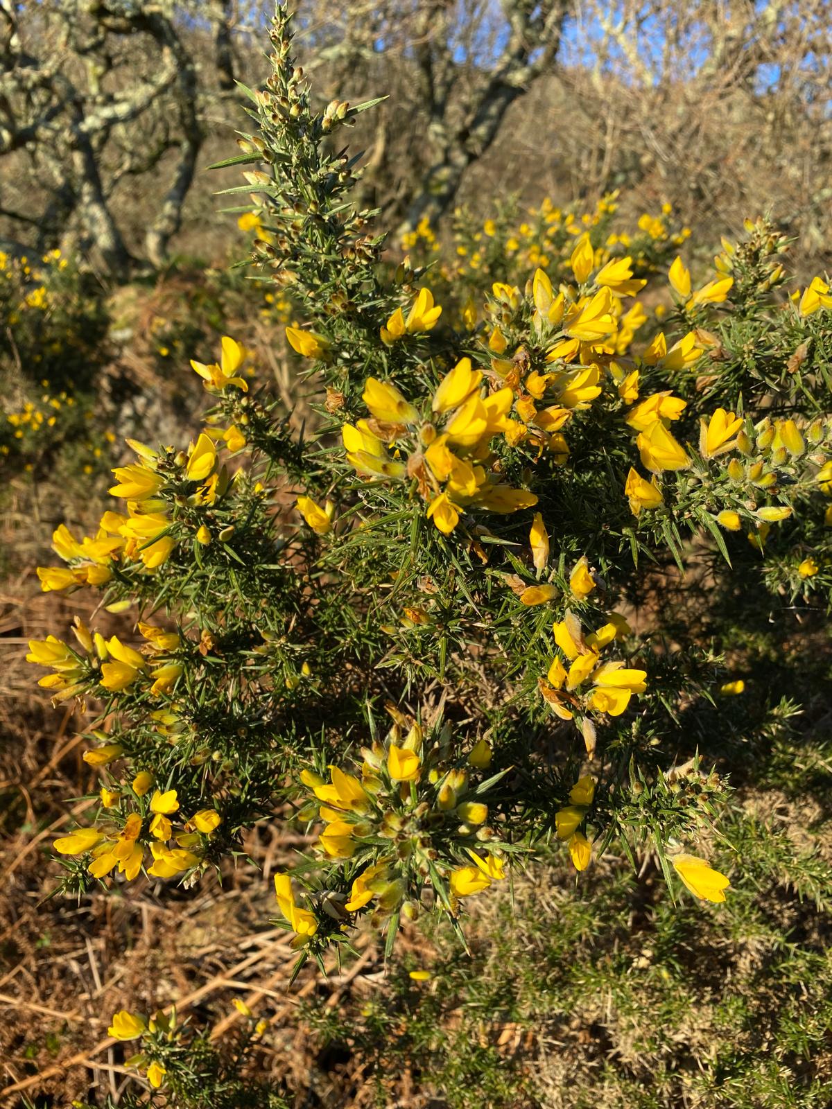 Winter Flowering plants post thumbnail image