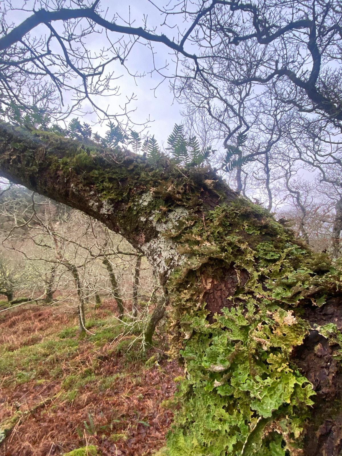 About Ferry Wood post thumbnail image