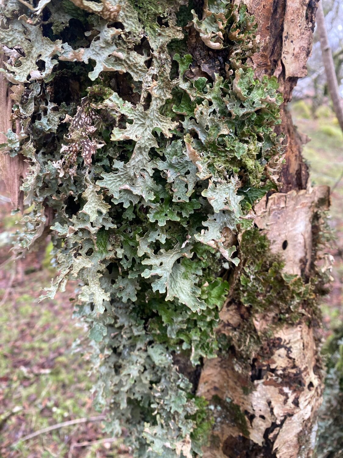 Lichens