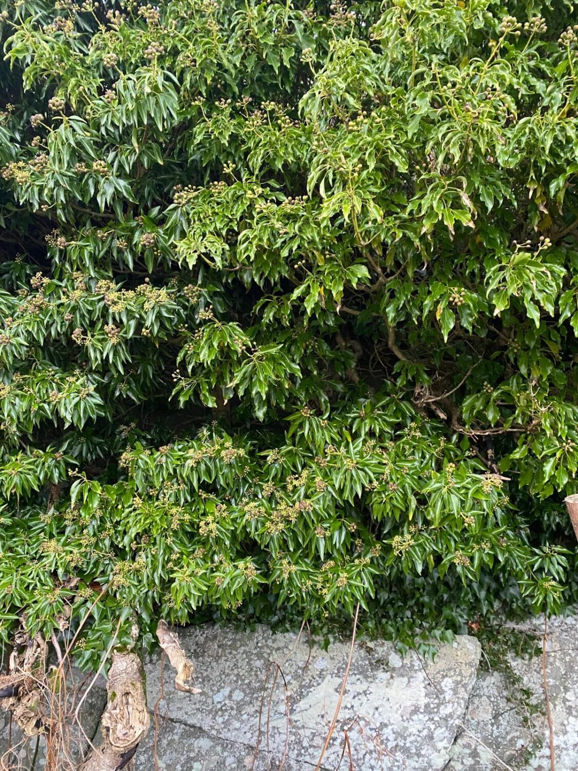 Common and Atlantic Ivy