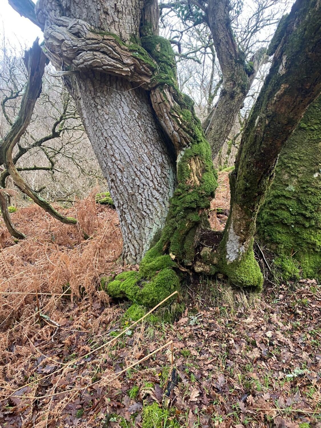 Ivy