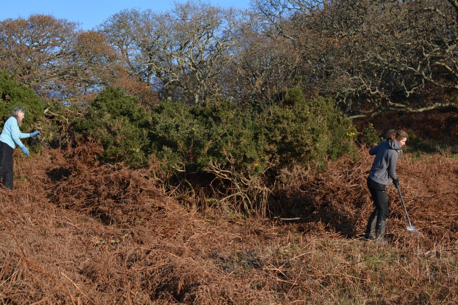 Gorse and Bracken